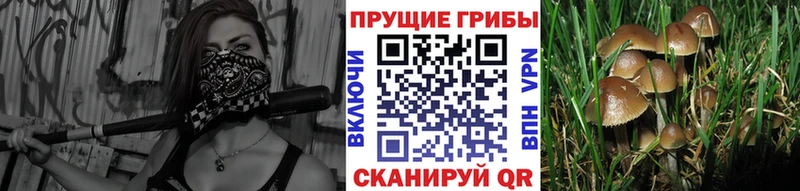 Псилоцибиновые грибы Psilocybine cubensis  мориарти как зайти  Пересвет 